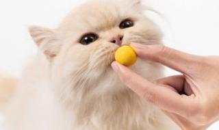 猫能吃鸡蛋吗 猫可以吃蛋黄吗